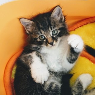 【ミモレット】おかげさまで里親様が決まりました！