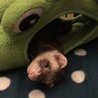 マーシャルフェレット2匹 サムネイル3