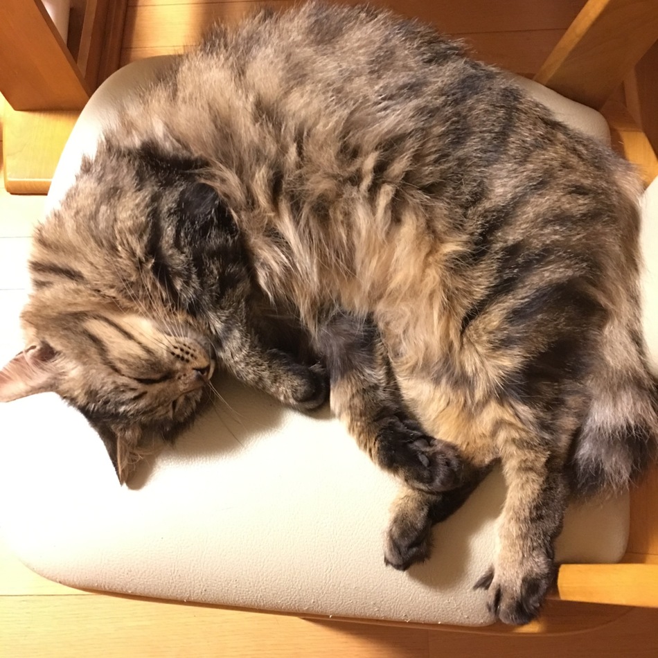 きくのカバー写真