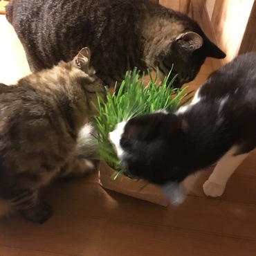 兄ちゃんたちと猫草の宴