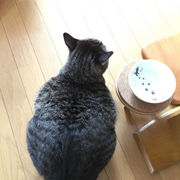 ボールがご飯の催促中