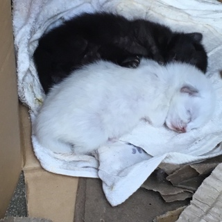 子猫2匹（黒と白）とお母さん（黒×白）