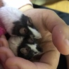 らむひつ