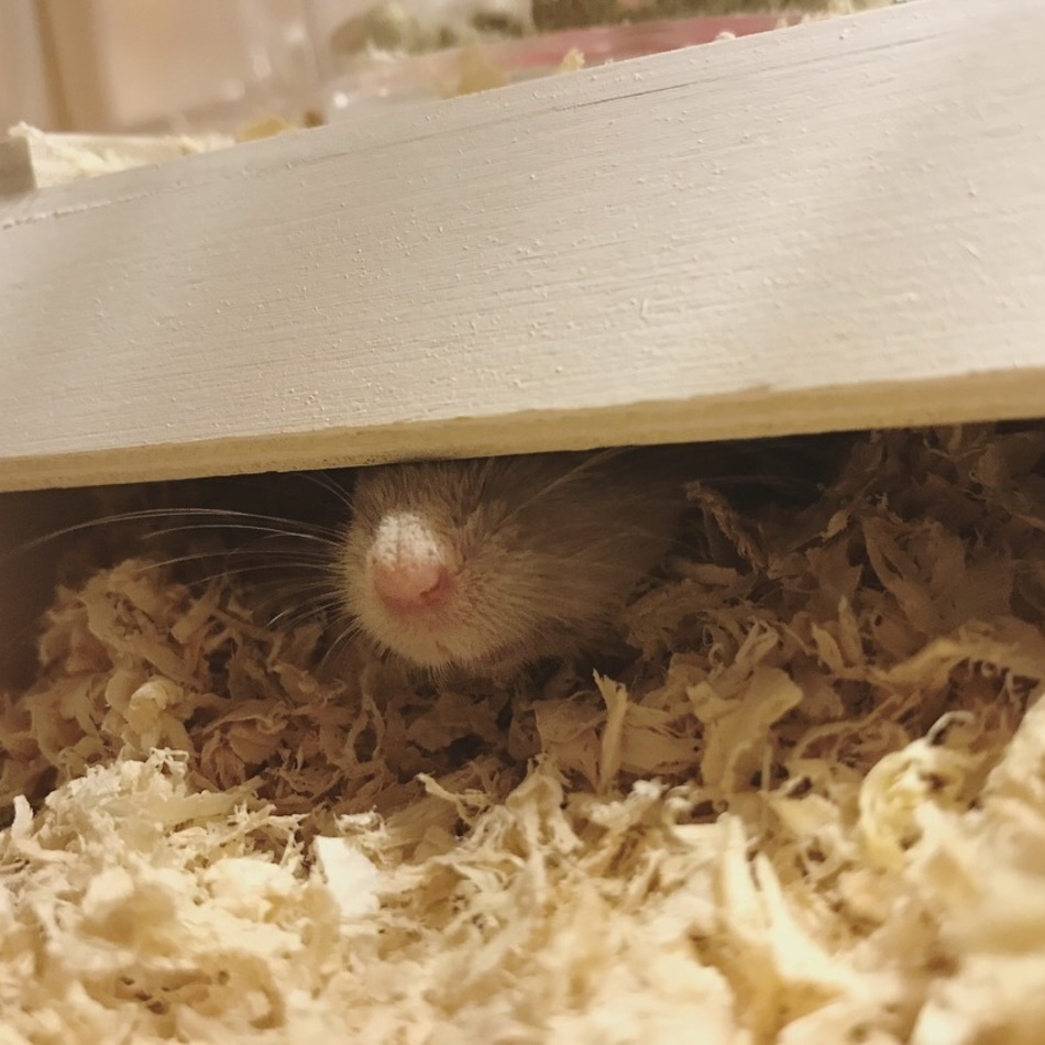にこのカバー写真