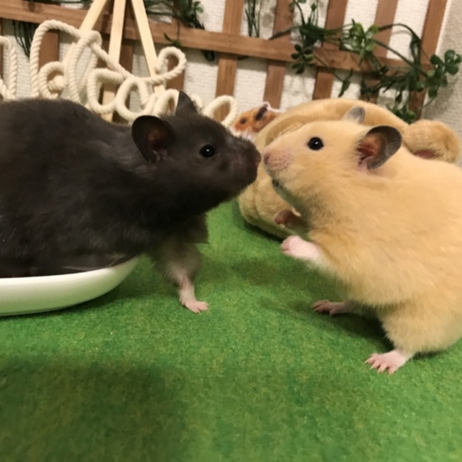 tomo_hamsのカバー写真