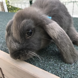 ドワーフロップイヤー