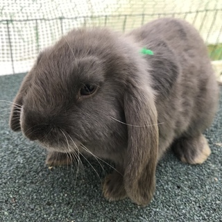 ドワーフロップイヤー」広島県 - 小動物の里親募集(208960) :: ペット
