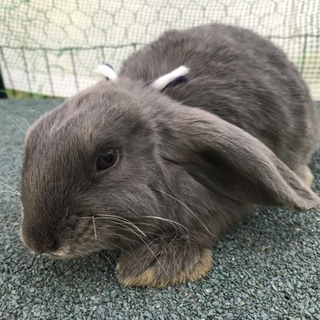 ドワーフロップイヤー