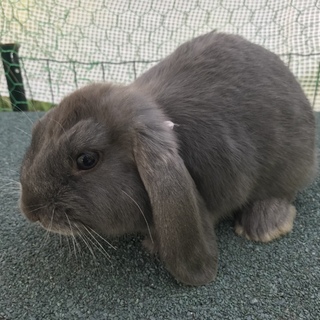 ドワーフロップイヤー」広島県 - 小動物の里親募集(208970) 1枚目の