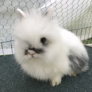 ライオンドワーフラビット