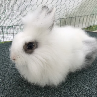 ライオンドワーフラビット