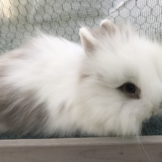 ライオンドワーフラビット