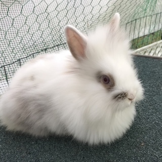 ライオンドワーフラビット