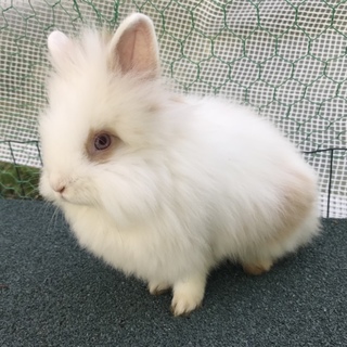 ライオンドワーフラビット