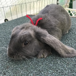 ドワーフロップイヤー