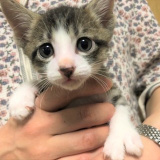 【里親さん決まりました】指に奇形があります