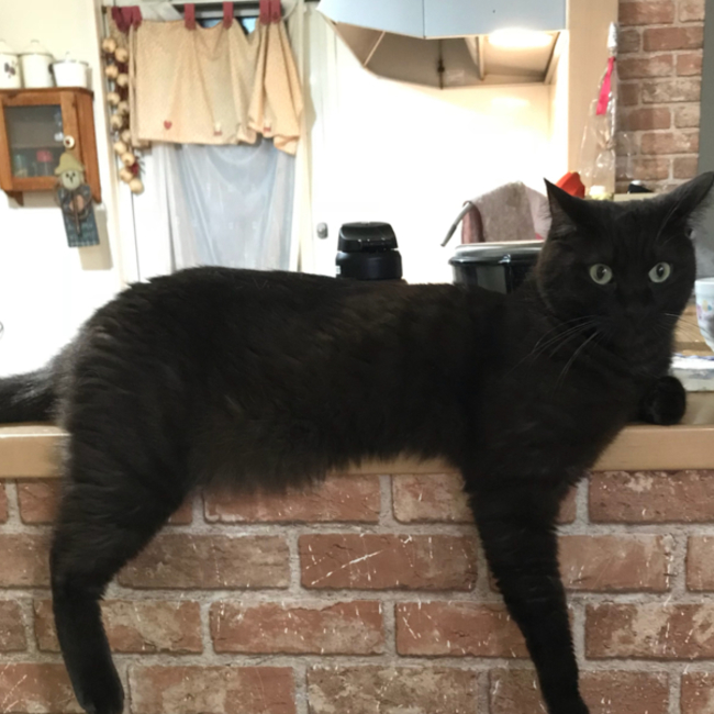 ねこみねのカバー写真