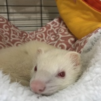 しらこ