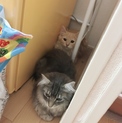 【里親募集】長毛の大人しいオス猫です♪♪