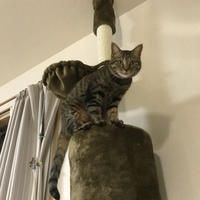 ひめ