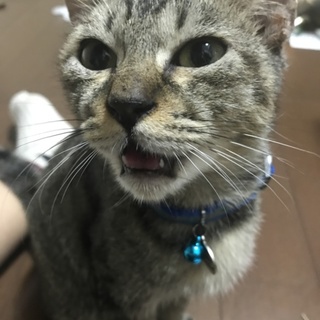 里親さん募集中！！