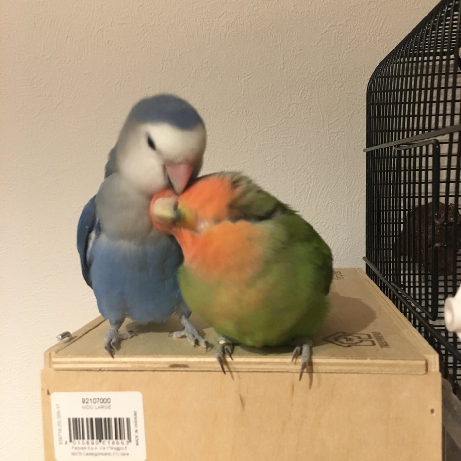 リンゴのカバー写真