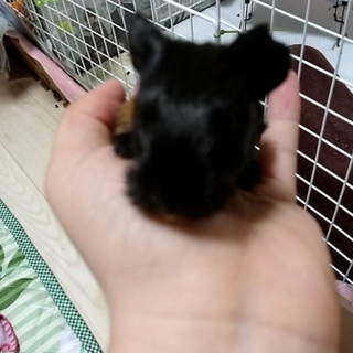 里親募集中！！