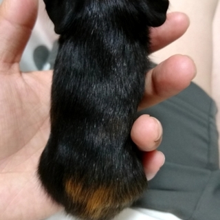 里親募集中！！