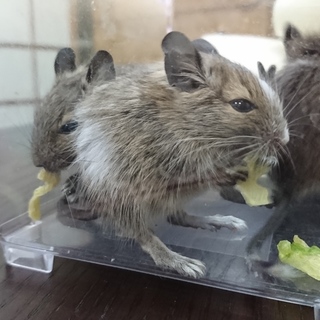 デグーベビー里親様募集☆