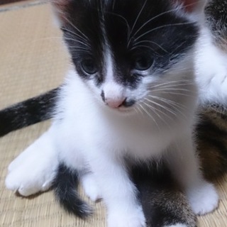 4/11日生まれの猫ちゃんの里親募集します。
