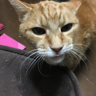 文句なしの最高の茶トラじーちゃん