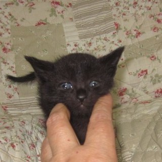 4/11日生まれの猫ちゃんの里親募集します。