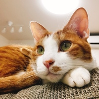 チャック