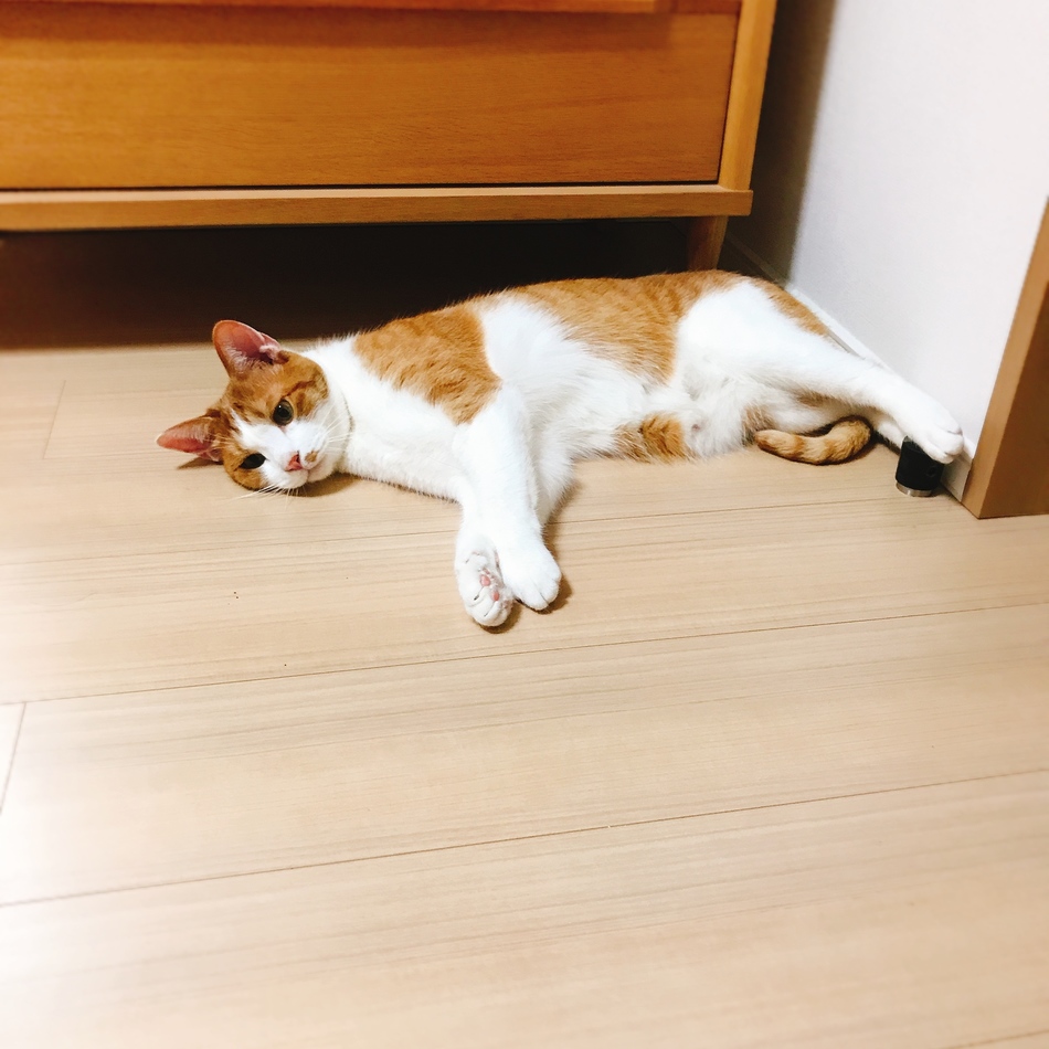 チャックのカバー写真