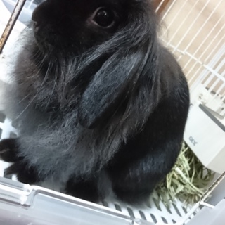 美人さんなロップイヤーの女の子！