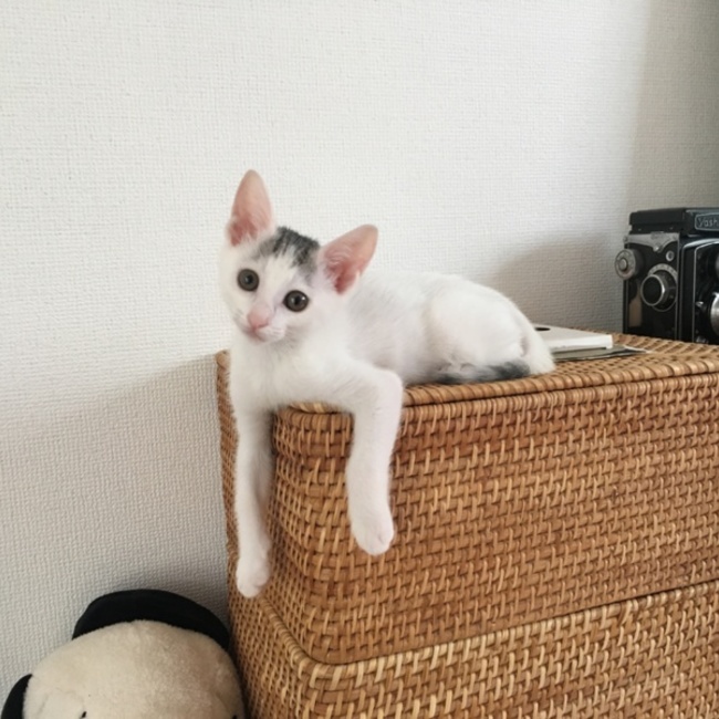 ycc_aaのカバー写真