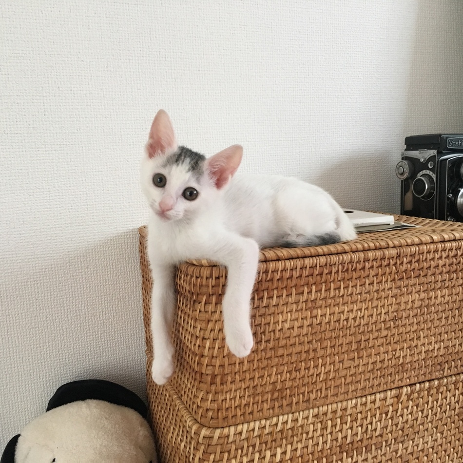 ピニャのカバー写真