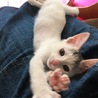 にくきゅう！