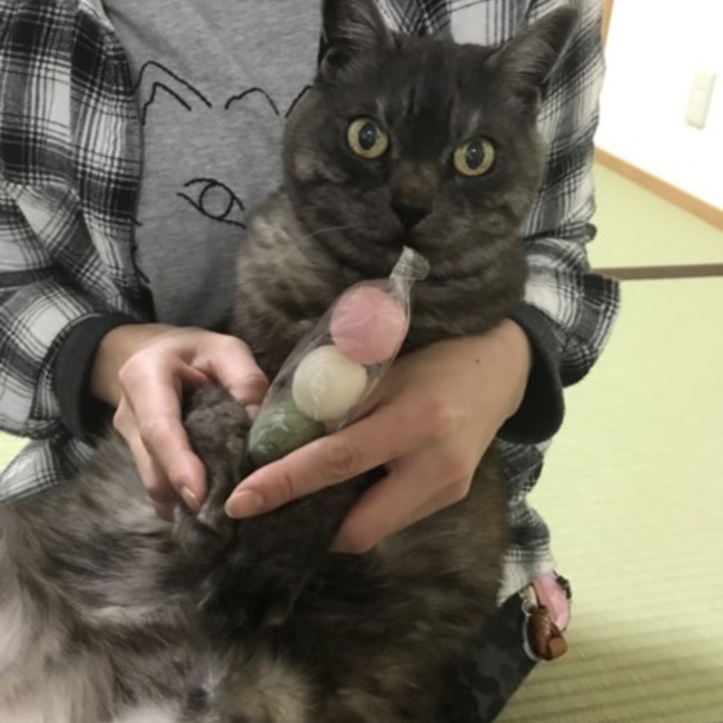 ひめにゃんこのカバー写真