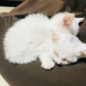 生後2ヶ月の白猫ちゃん