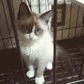 素敵な里親さんに決まりました！『ティティ☆』