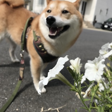 朝ん歩