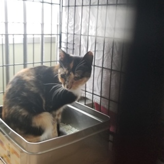 処分間近 可愛いミケちゃん 動画あり