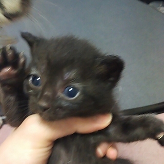 マイペースな黒猫ちゃん