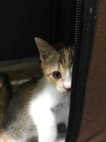 三毛猫マチ胡ちゃん サムネイル2