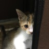 三毛猫マチ胡ちゃん サムネイル2