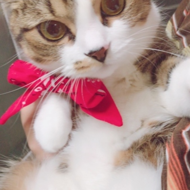 もかもかフラペチーノのカバー写真