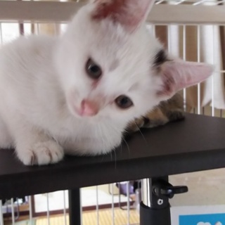 チャレンジャーな私！！