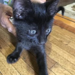 生後2ヶ月ぐらいの黒猫ちゃん