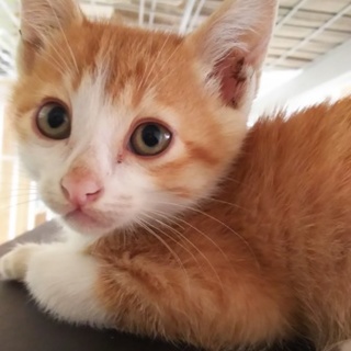 癒されたい僕！！